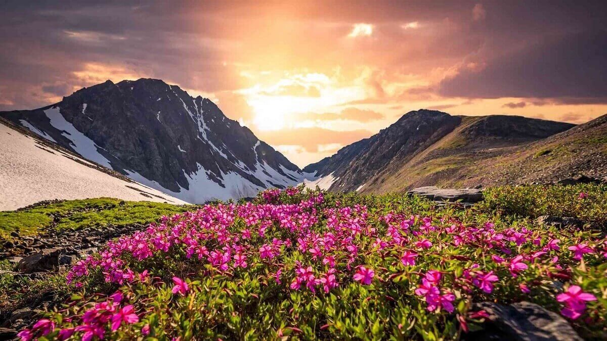 Valley of Flowers Trek - Complete Guide