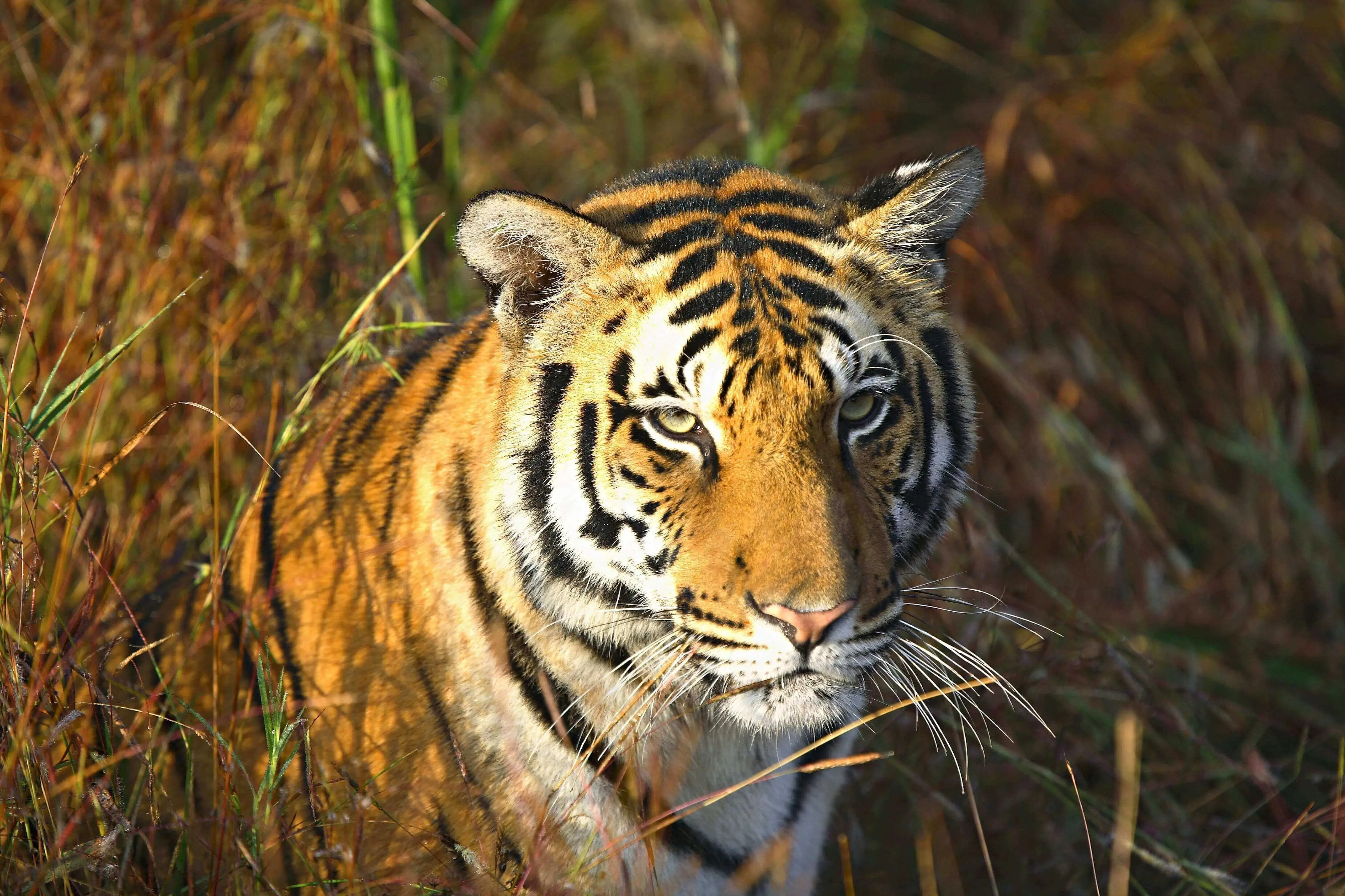 Jim Corbett