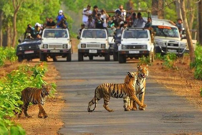 Sariska Tiger Reserve Tour Package