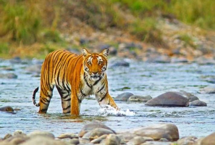 Jim Corbett Tour Package - 6 Days 5 Nights