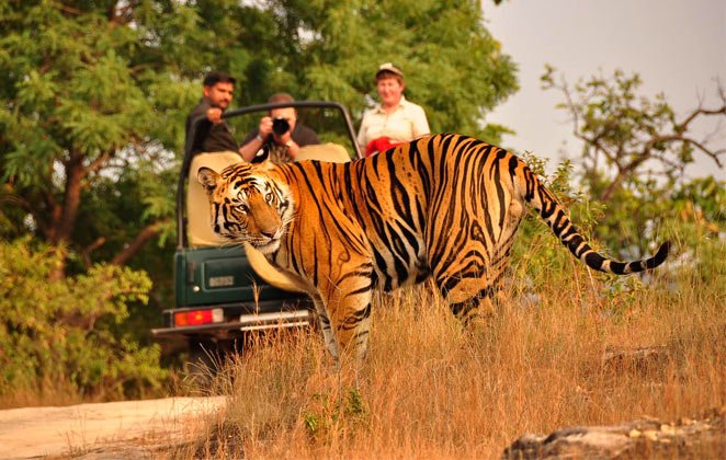 Wildlife Safari
